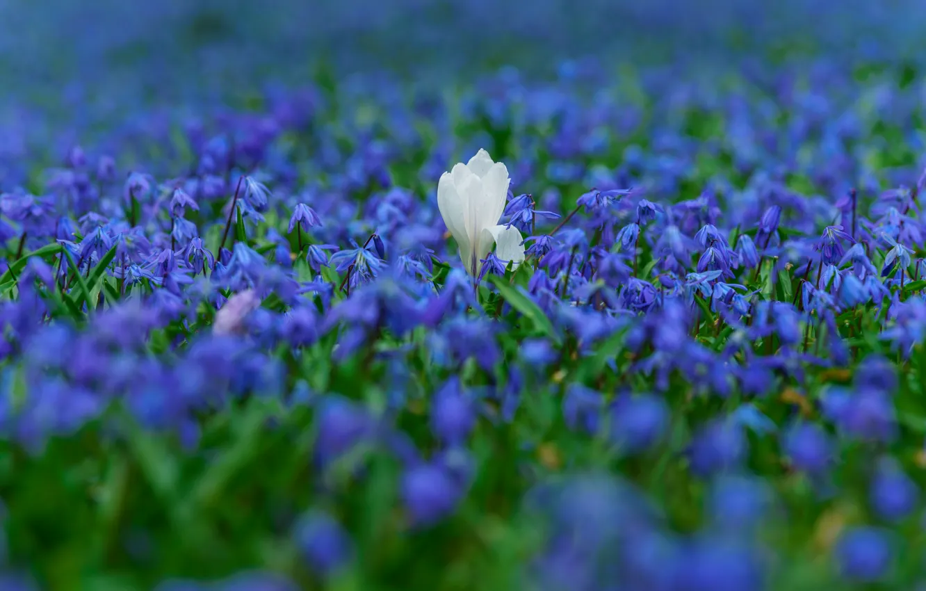 Photo wallpaper white, flowers, spring, blue, primroses, blue, a lot, Krokus