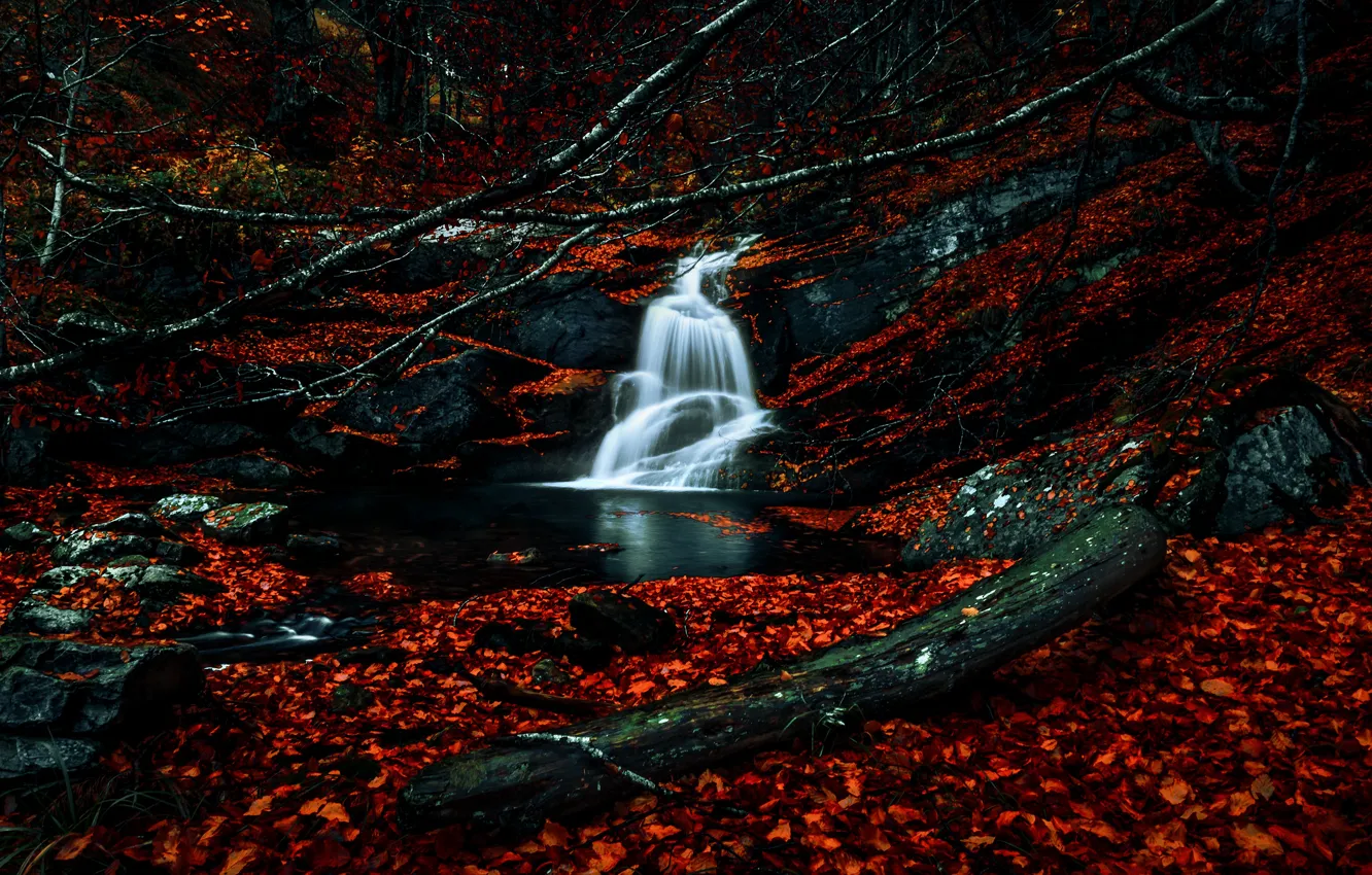 Photo wallpaper autumn, forest, branches, stones, foliage, waterfall, log, falling leaves
