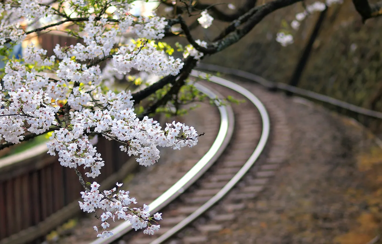 Photo wallpaper macro, trees, flowers, branches, Japan, blur, Sakura, railroad