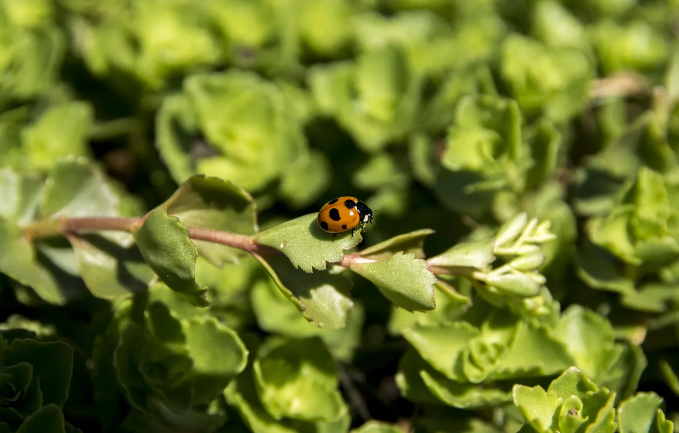 Photo wallpaper ladybug, beetle, Coccinellidae