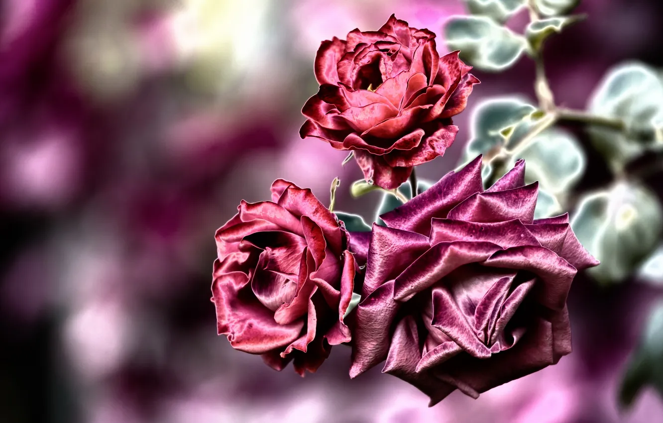 Photo wallpaper flowers, background, roses