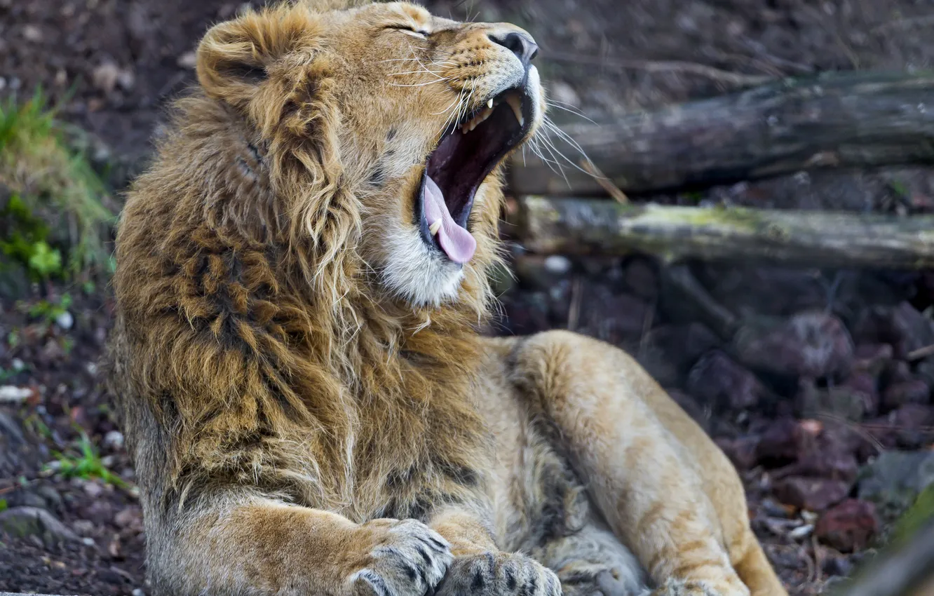 Photo wallpaper language, cat, Leo, yawns, ©Tambako The Jaguar