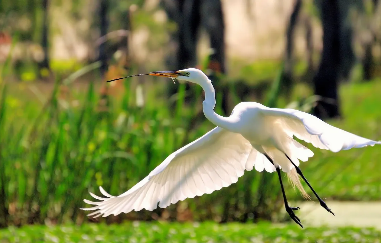 Photo wallpaper flight, nature, beak, Heron