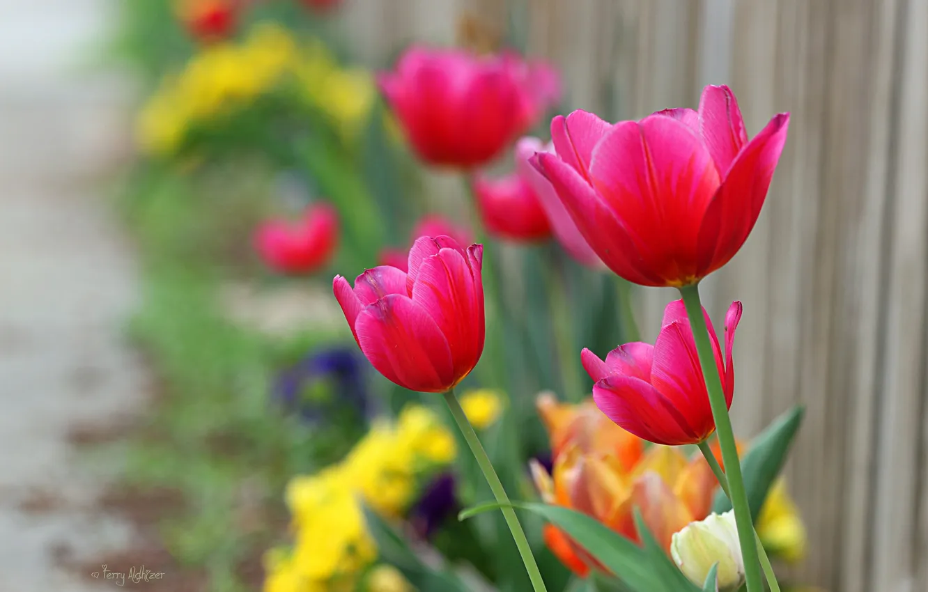 Photo wallpaper bright, the fence, focus, tulips