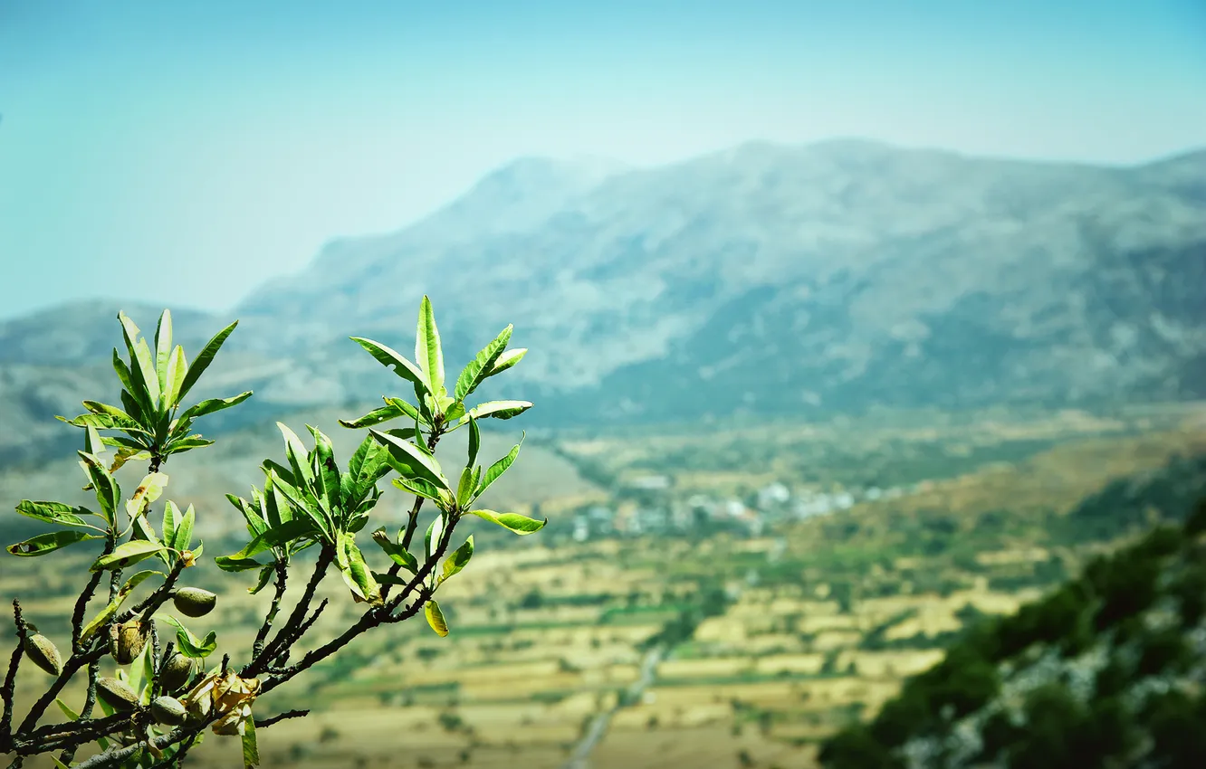 Photo wallpaper leaves, mountains, nature, branch, Greece, almonds, Crete