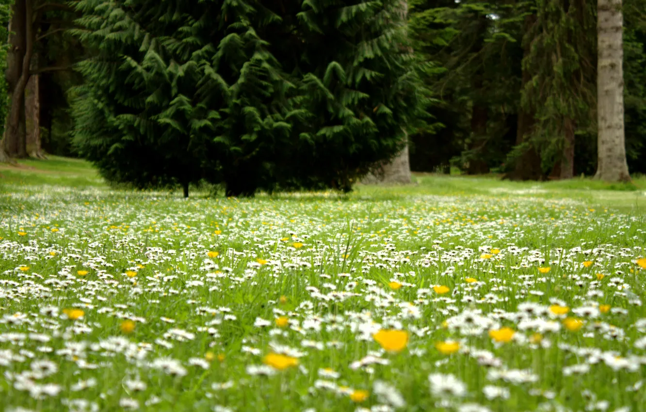 Photo wallpaper field, forest, flowers, glade, tree, chamomile, woods, Fir