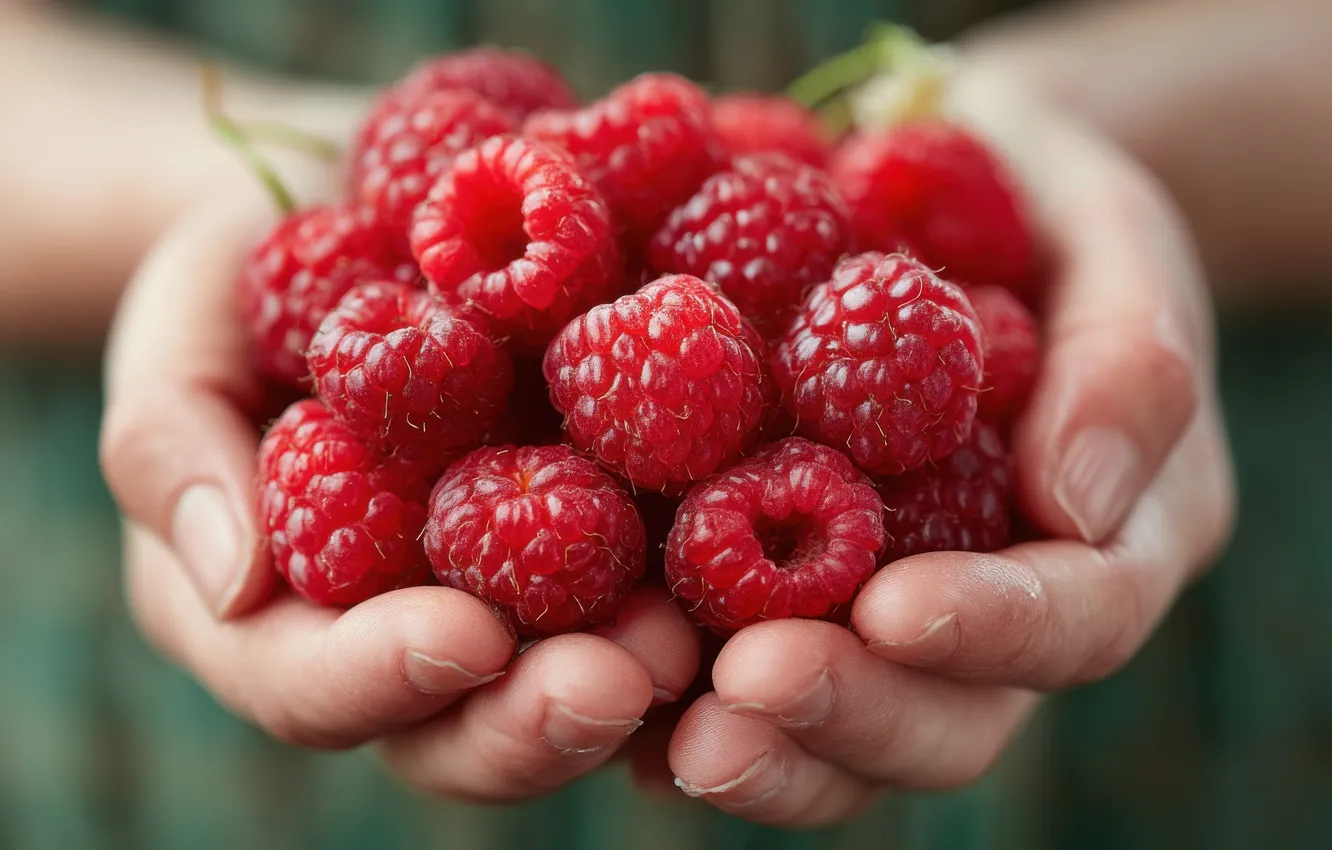 Photo wallpaper berries, raspberry, hands, harvest, AI art, neural network