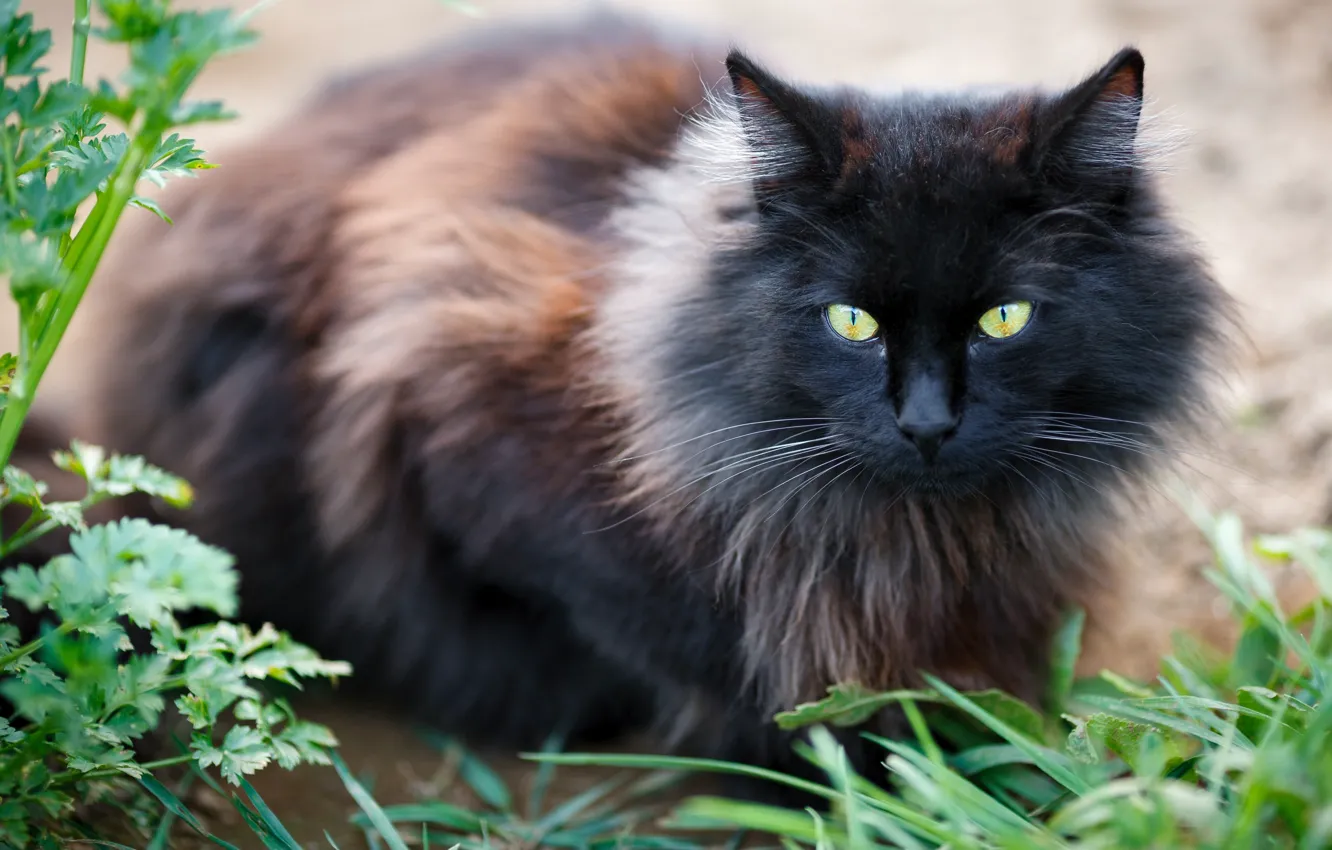 Photo wallpaper cat, grass, cat, look, black