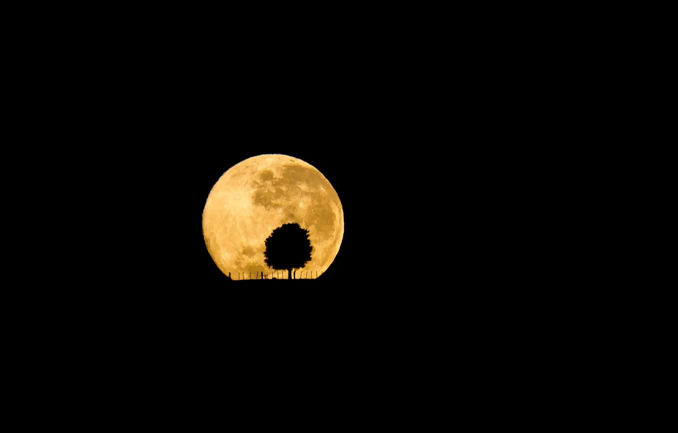 Photo wallpaper night, tree, the moon