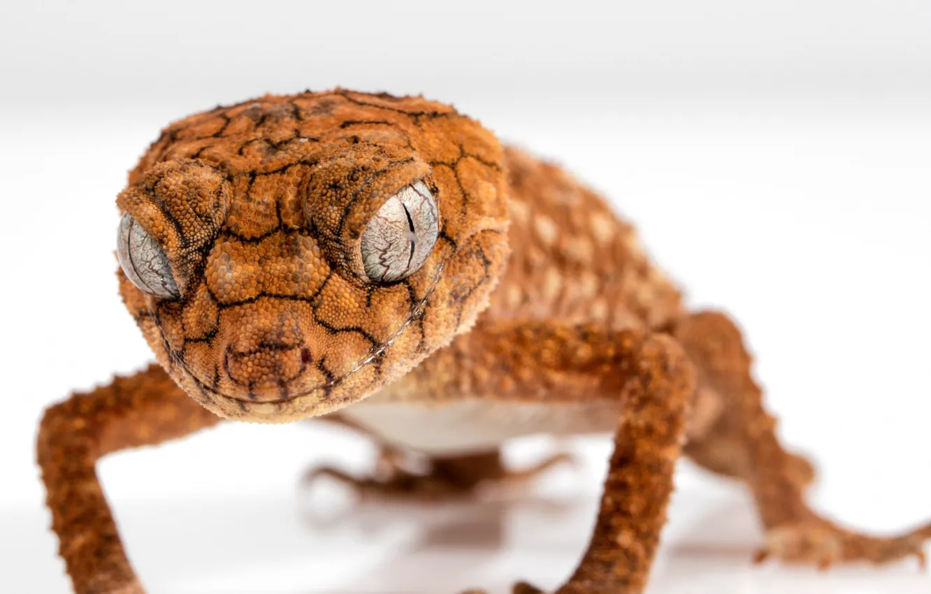 Photo wallpaper animals, Gecko, nature, macro, reptiles, closeup, wrinkles