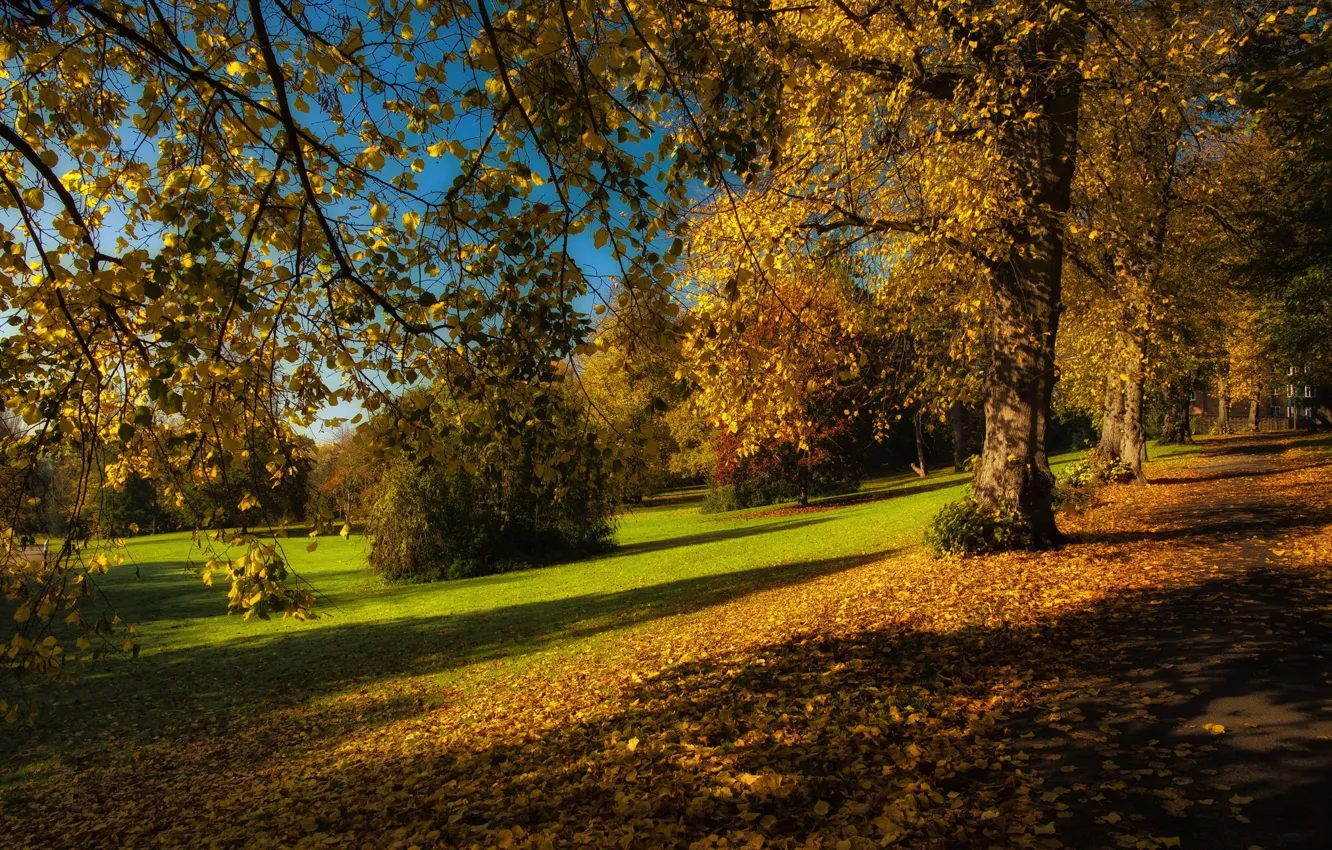 Photo wallpaper autumn, leaves, trees, branches, Park