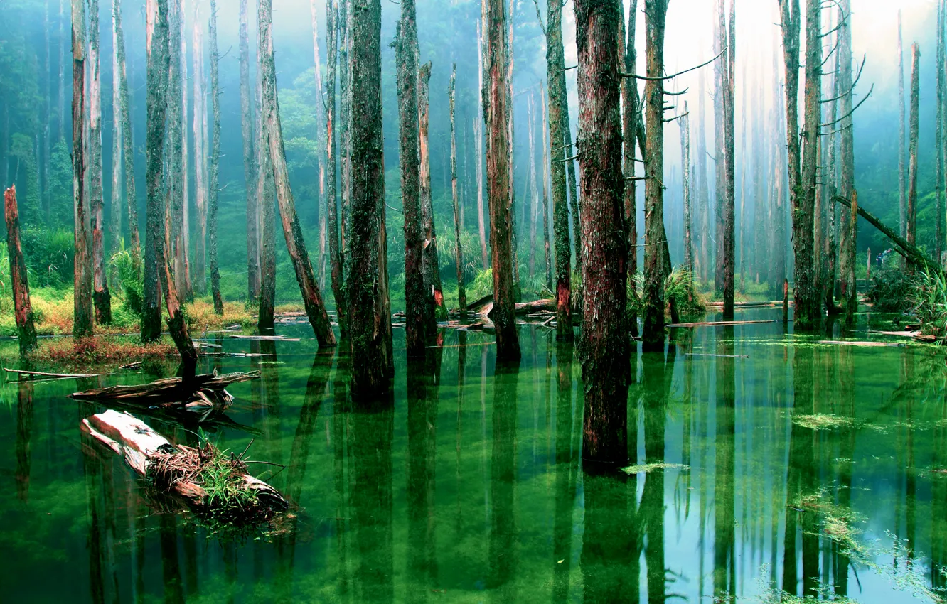 Photo wallpaper forest, water, trees, nature, trunks, swamp, dry