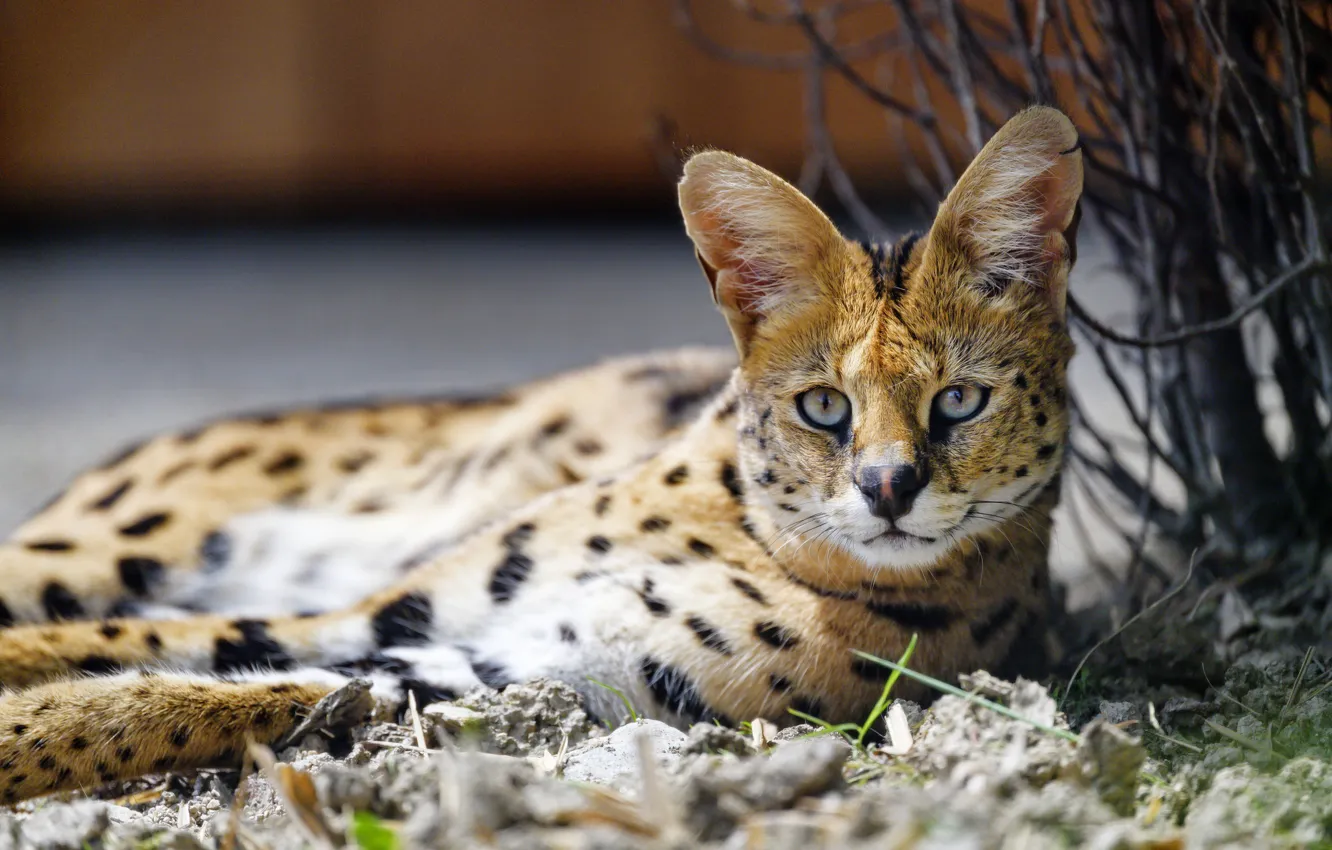 Photo wallpaper look, face, nature, lies, bokeh, Serval