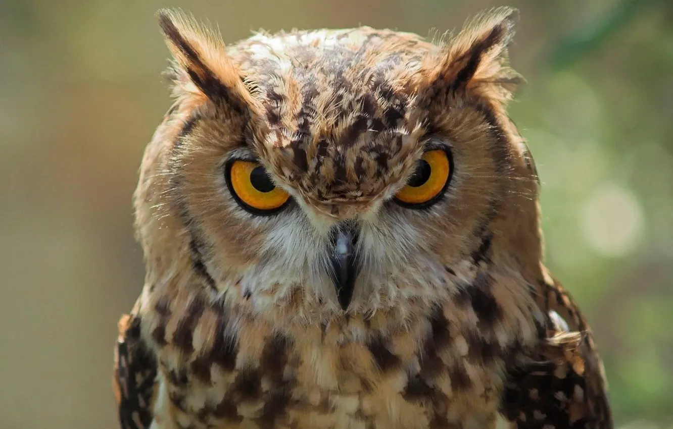 Photo wallpaper eyes, bird, Owl