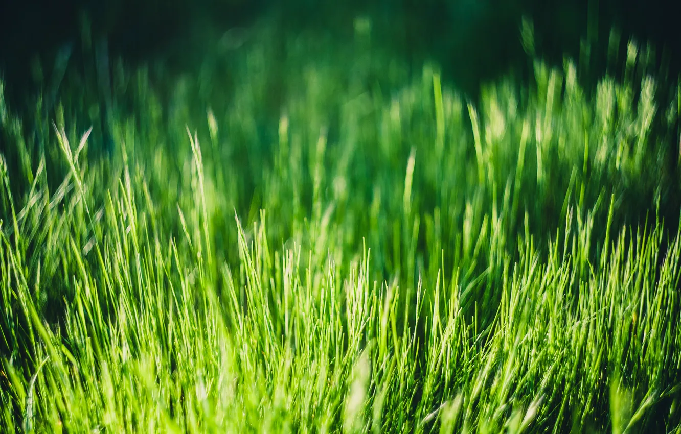 Photo wallpaper grass, green, a lot