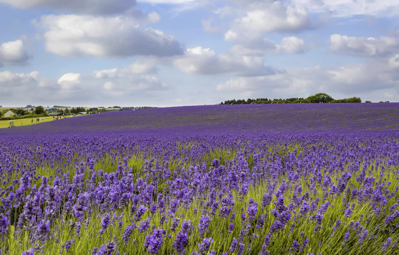 Photo wallpaper clouds, flowers, lavender, lavender field