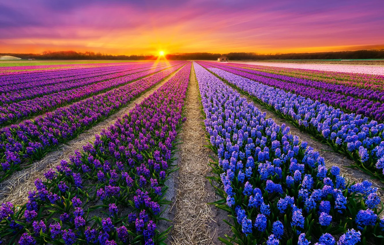 Photo wallpaper field, the sky, rays, flowers, dawn, Netherlands, hyacinths, Albert Dros