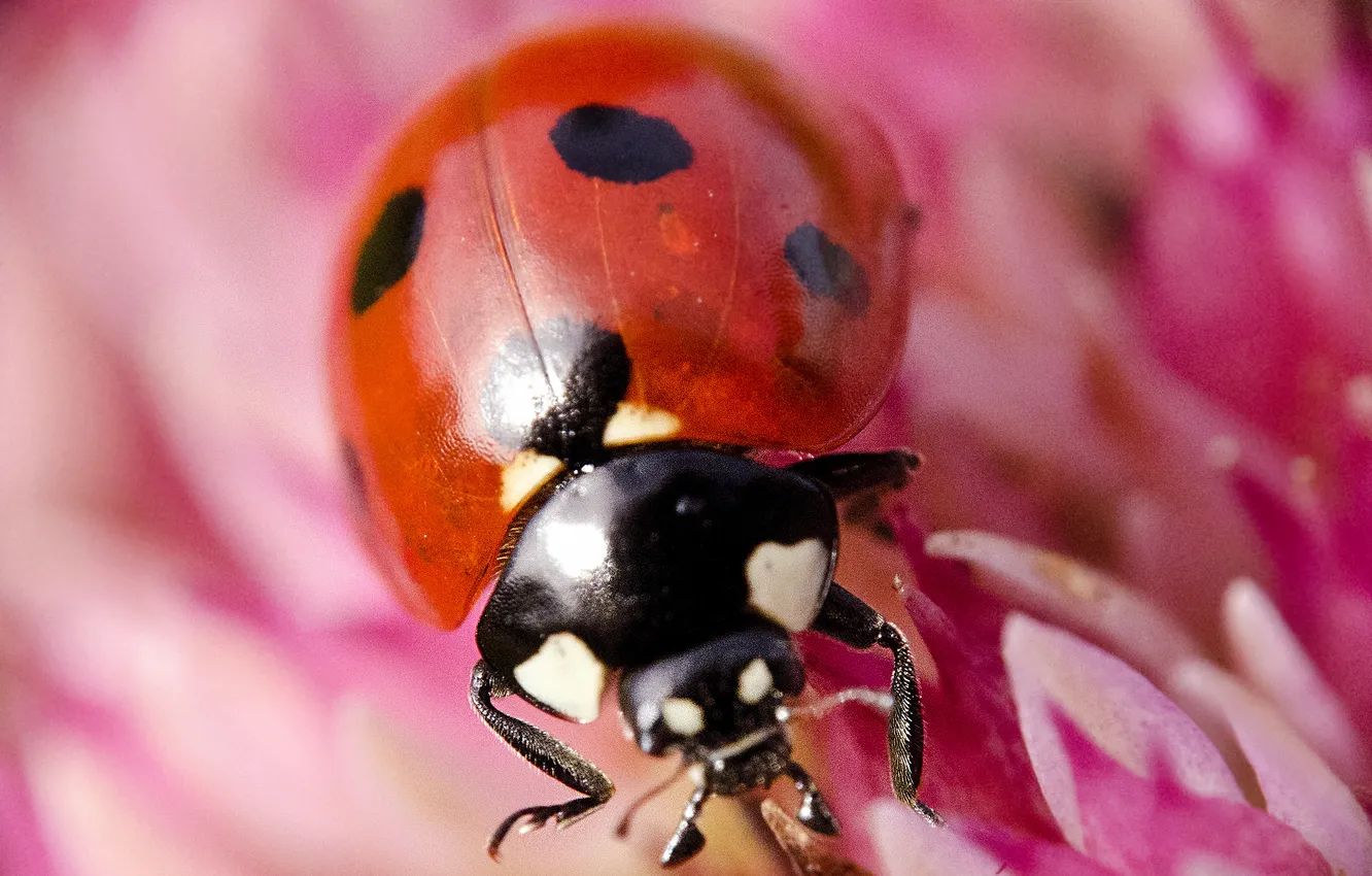 Photo wallpaper macro, ladybug, flowers, Changeling