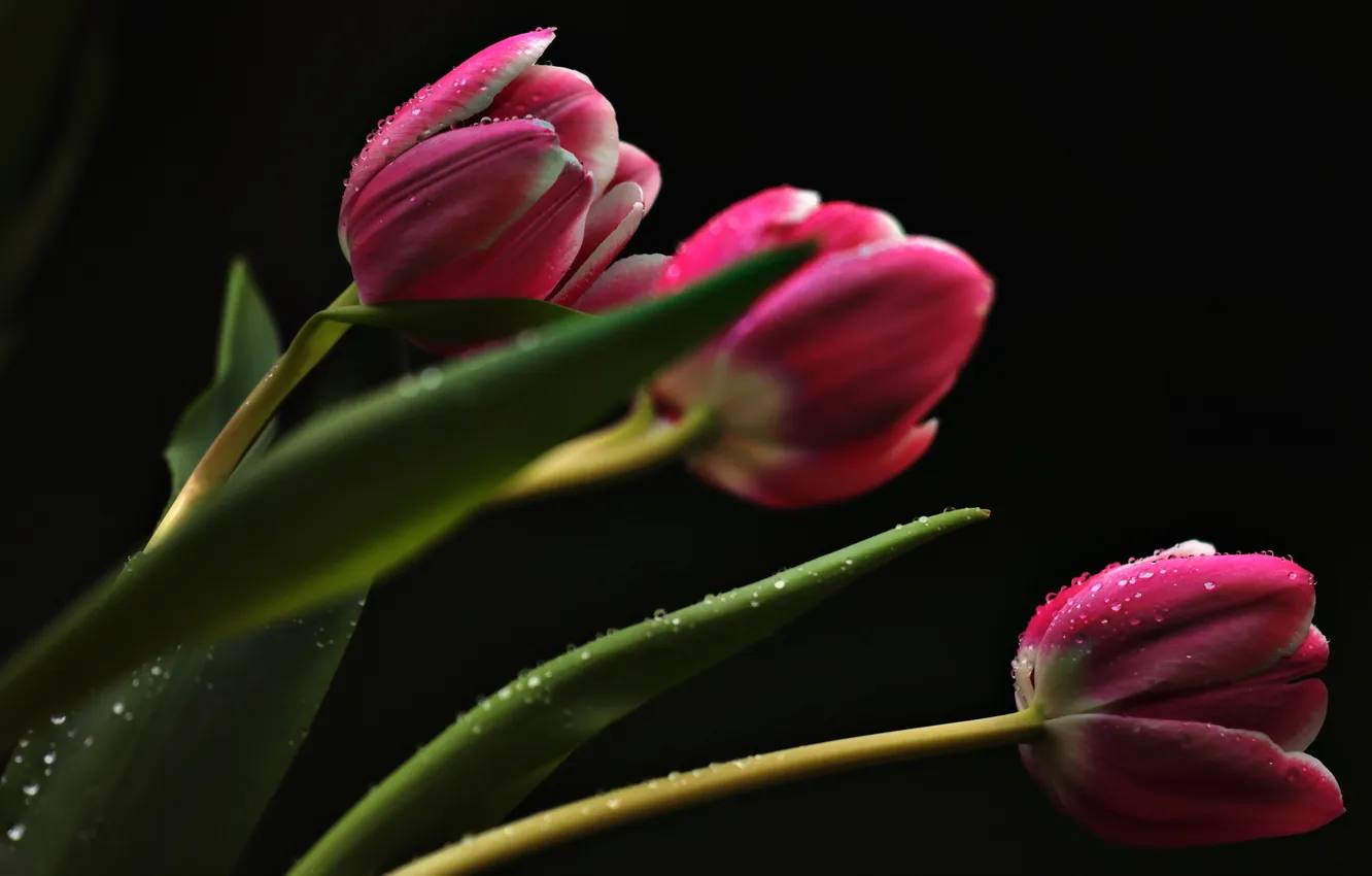 Photo wallpaper flowers, background, tulips