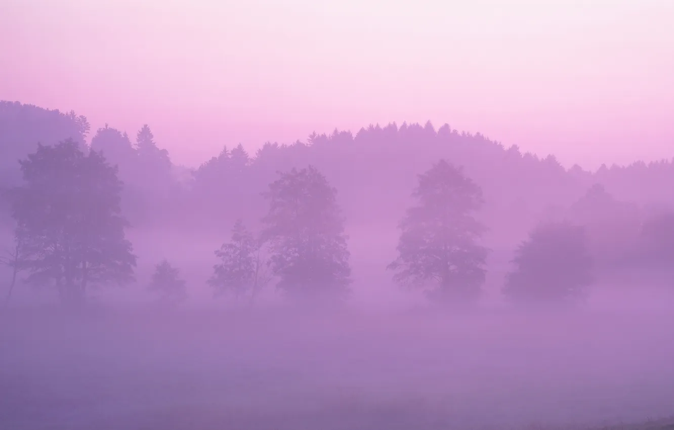 Photo wallpaper forest, fog, pink