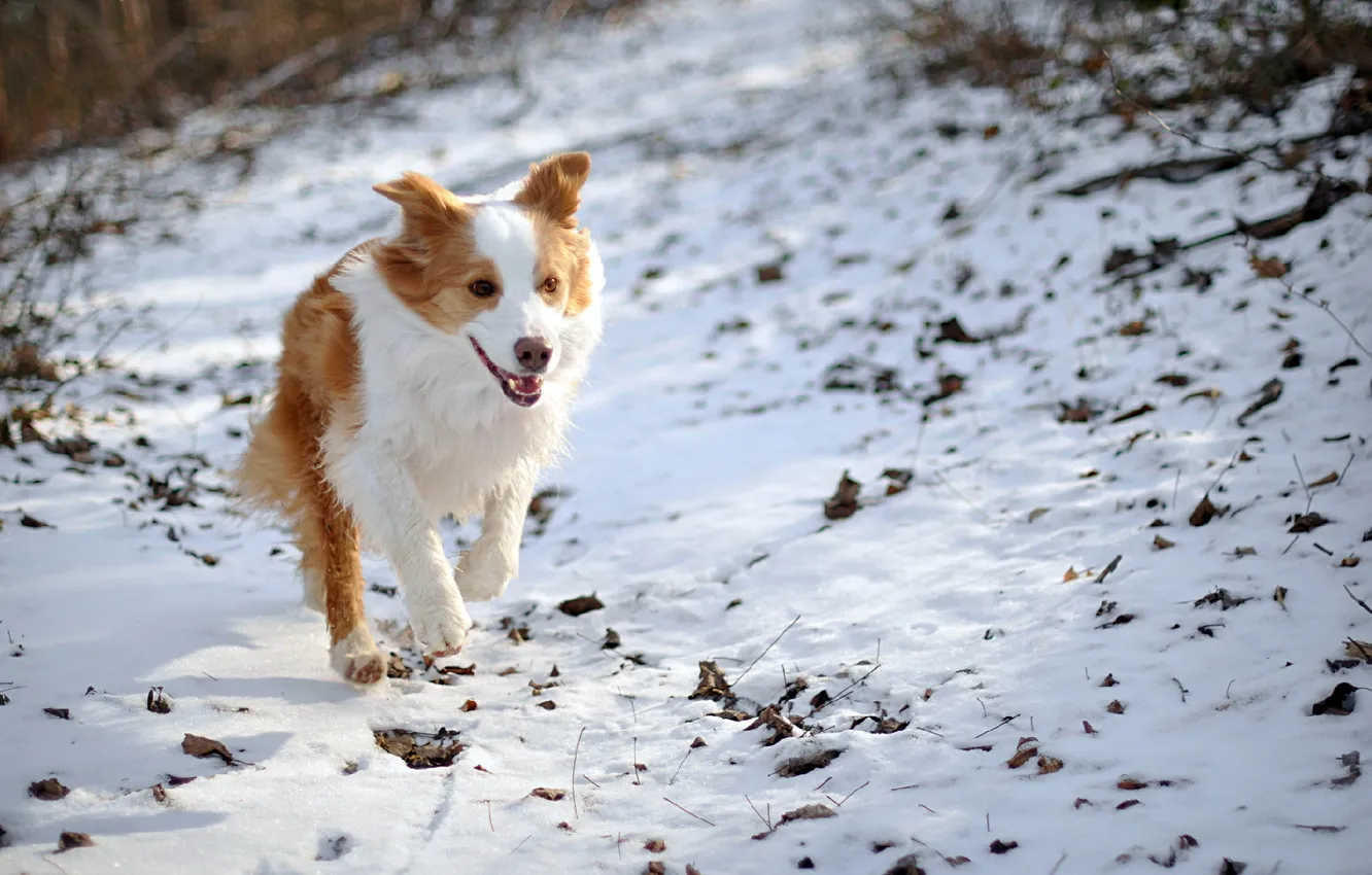 Photo wallpaper winter, field, dog