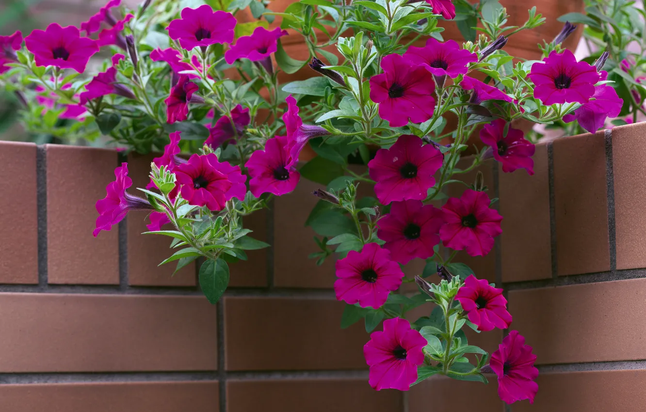 Photo wallpaper flowers, brick, angle, pot, Petunia
