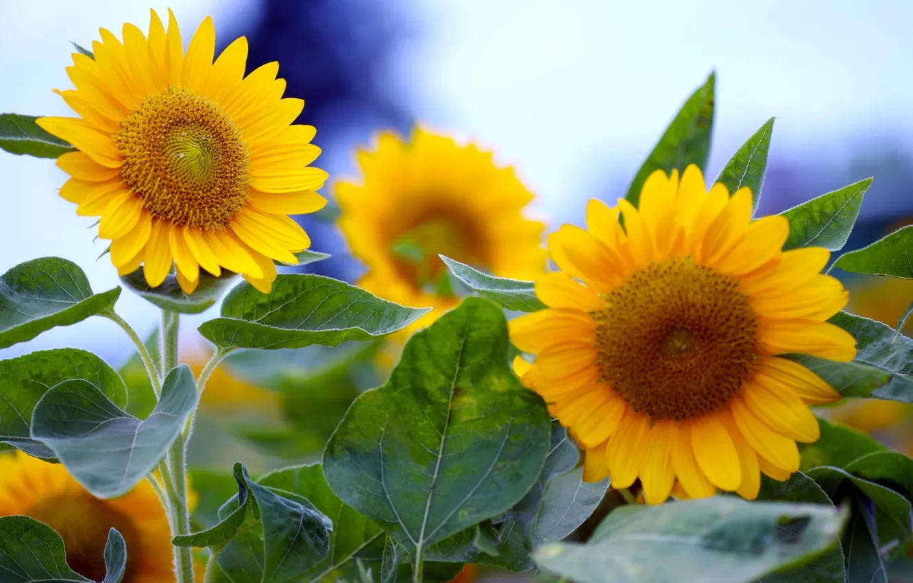 Photo wallpaper summer, leaves, macro, sunflowers, flowers, yellow