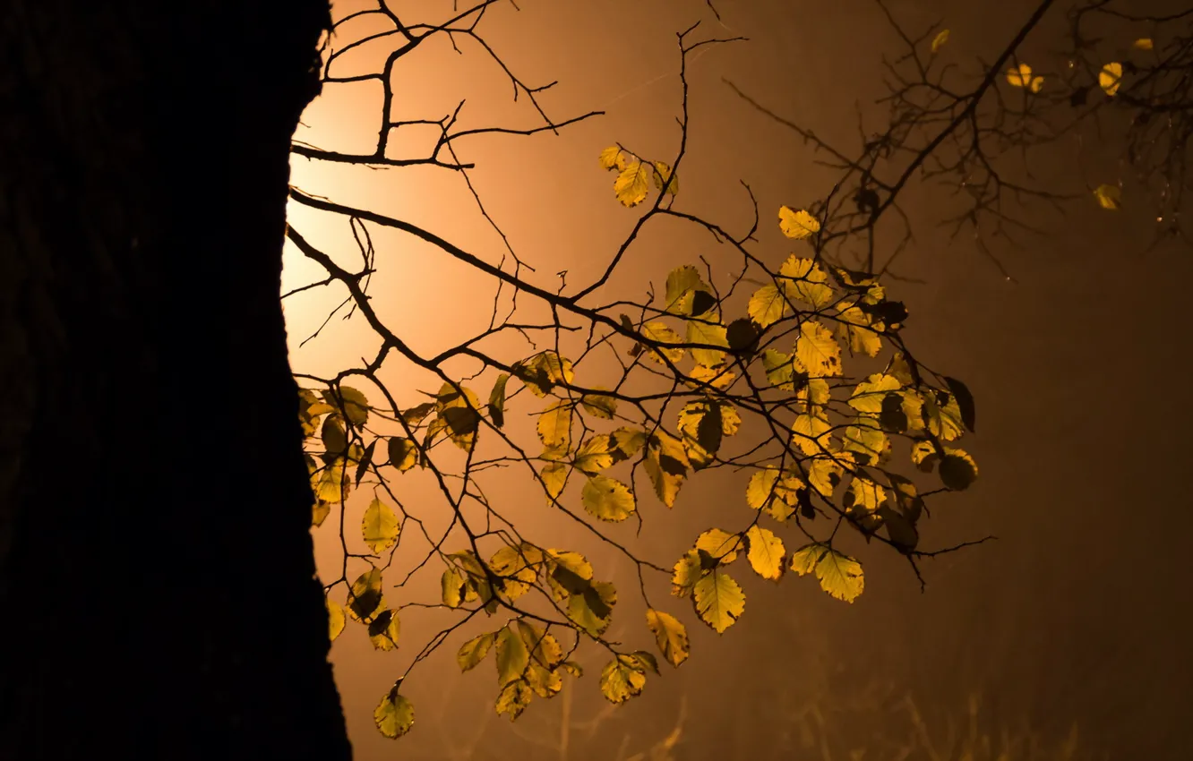 Photo wallpaper leaves, light, tree
