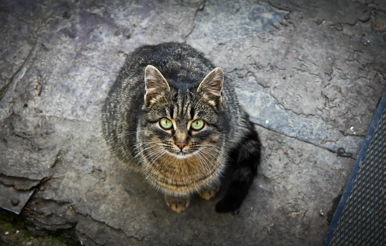 Photo wallpaper cat, look, Cat, green eyes