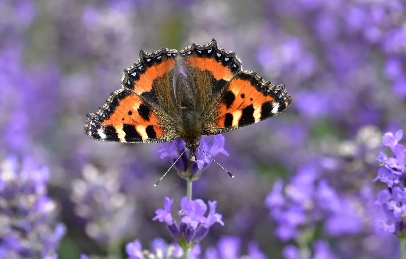 Photo wallpaper macro, flowers, butterfly, blur, lavender, Urticaria