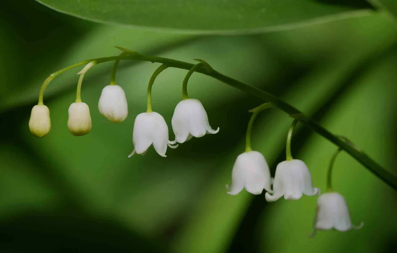Photo wallpaper flowers, sprig, bouquet, spring, white, lilies of the valley, Lily of the valley