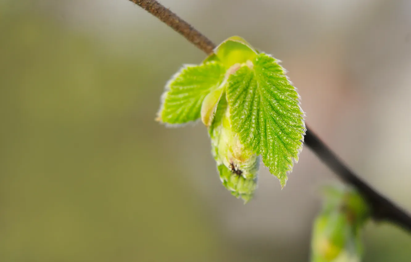 Photo wallpaper spring, leaf, twig