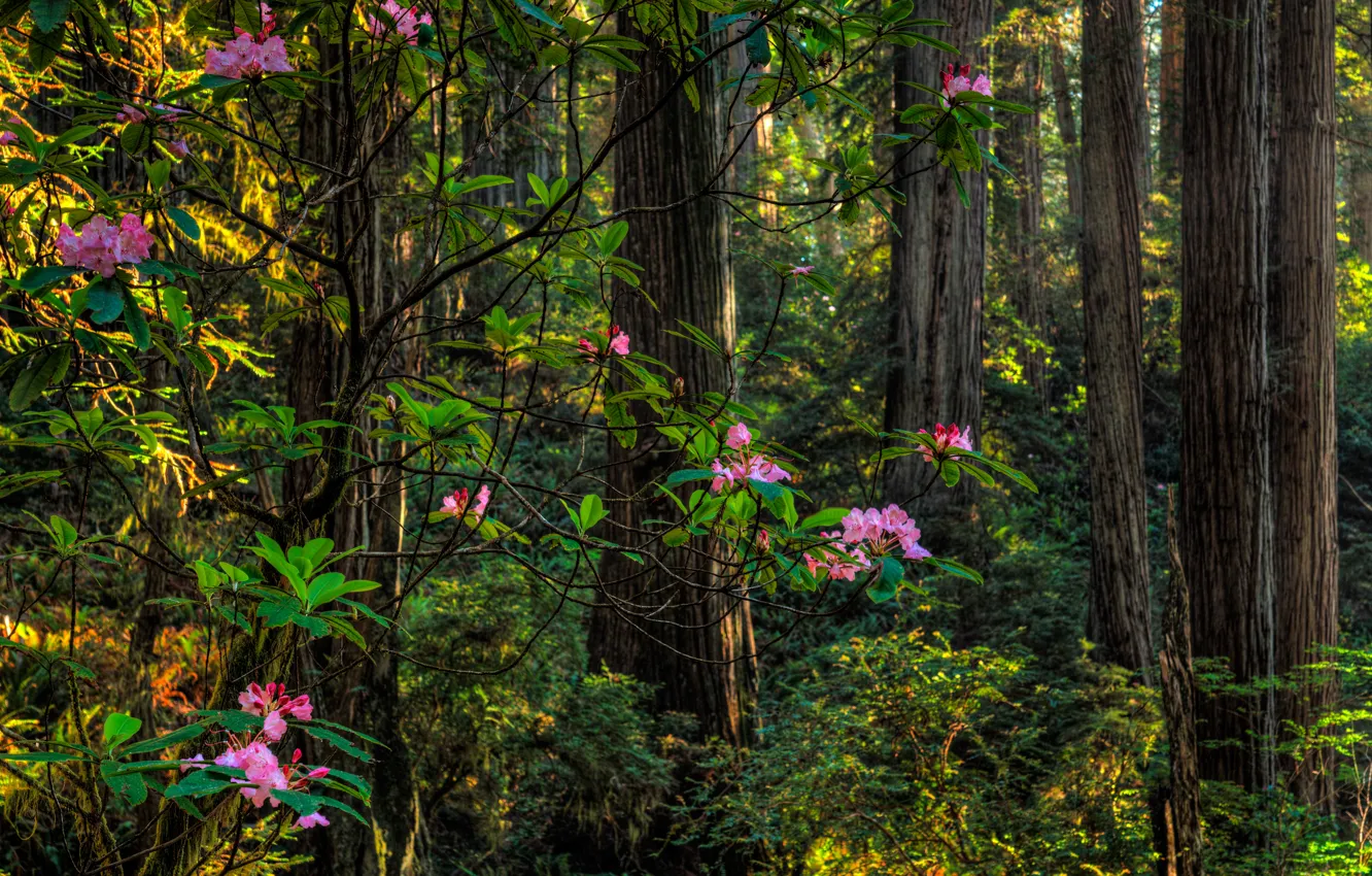Photo wallpaper greens, forest, summer, trees, flowers, the bushes, rhododendron
