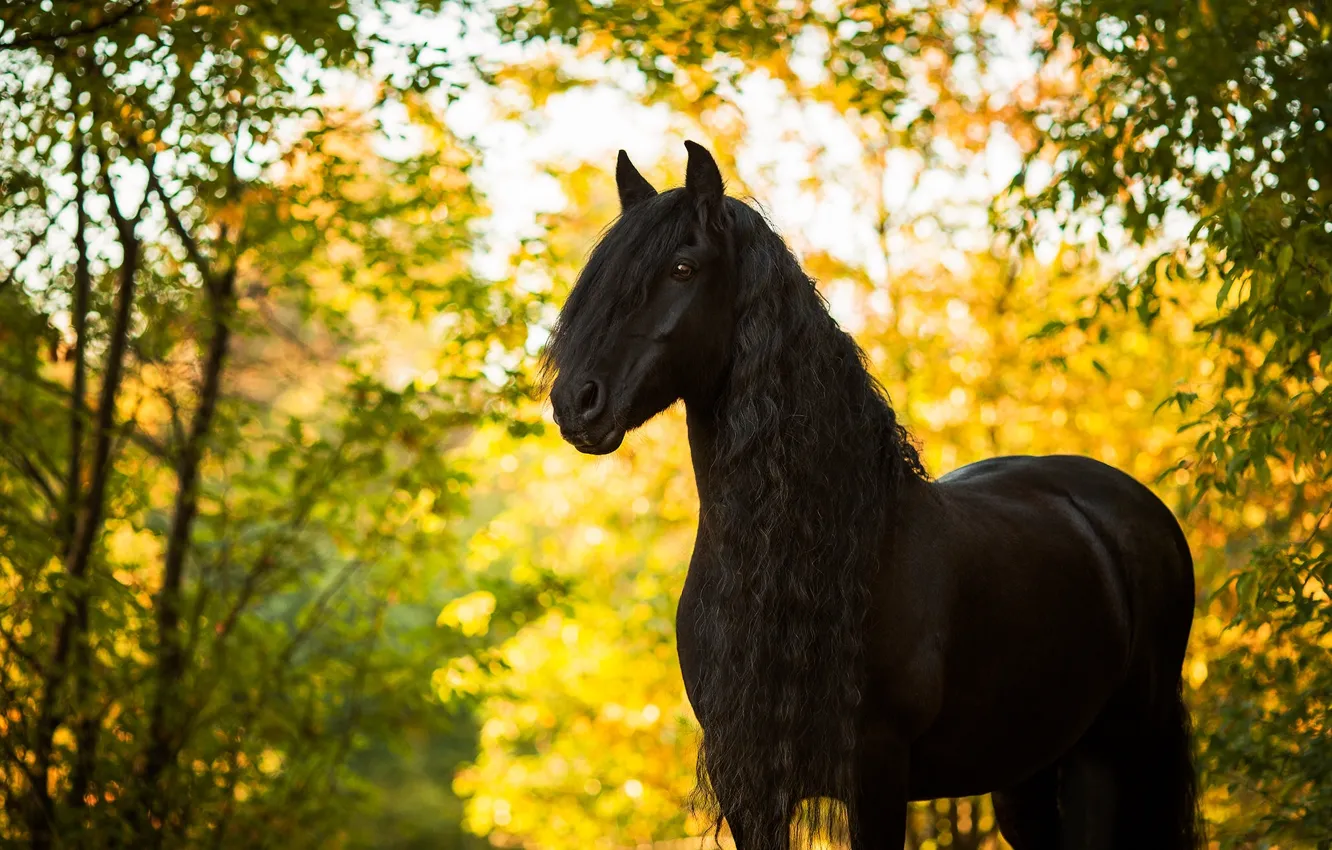 Photo wallpaper autumn, horse, horse, stallion, mane