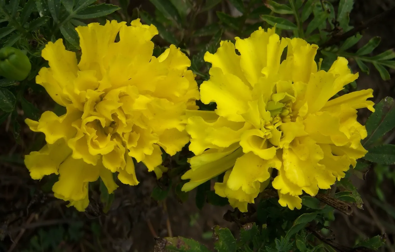 Photo wallpaper autumn, flowers, yellow, marigolds, Meduzanol ©