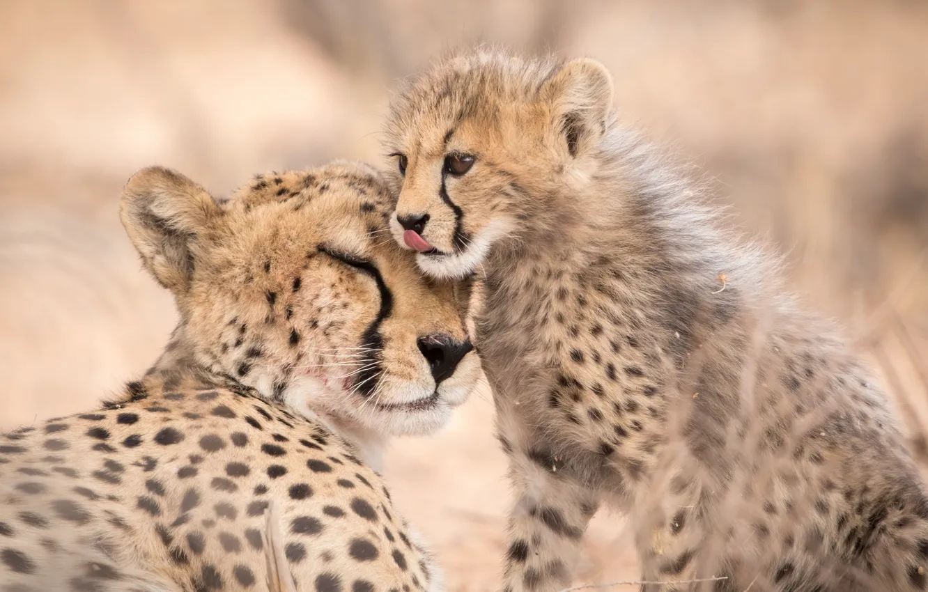 Photo wallpaper South Africa, Kgalagadi Transfrontier Park, Mother cheetah and cub, Auob