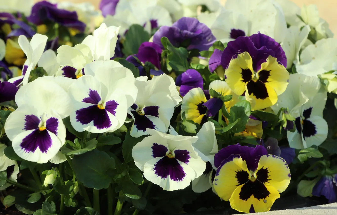 Photo wallpaper white, blooming, Pansies