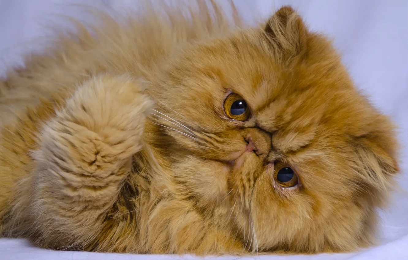 Photo wallpaper cat, look, red, muzzle, foot, red cat, Persian cat