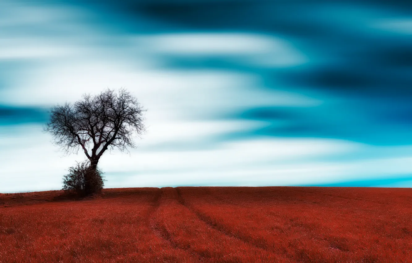 Photo wallpaper field, the sky, tree
