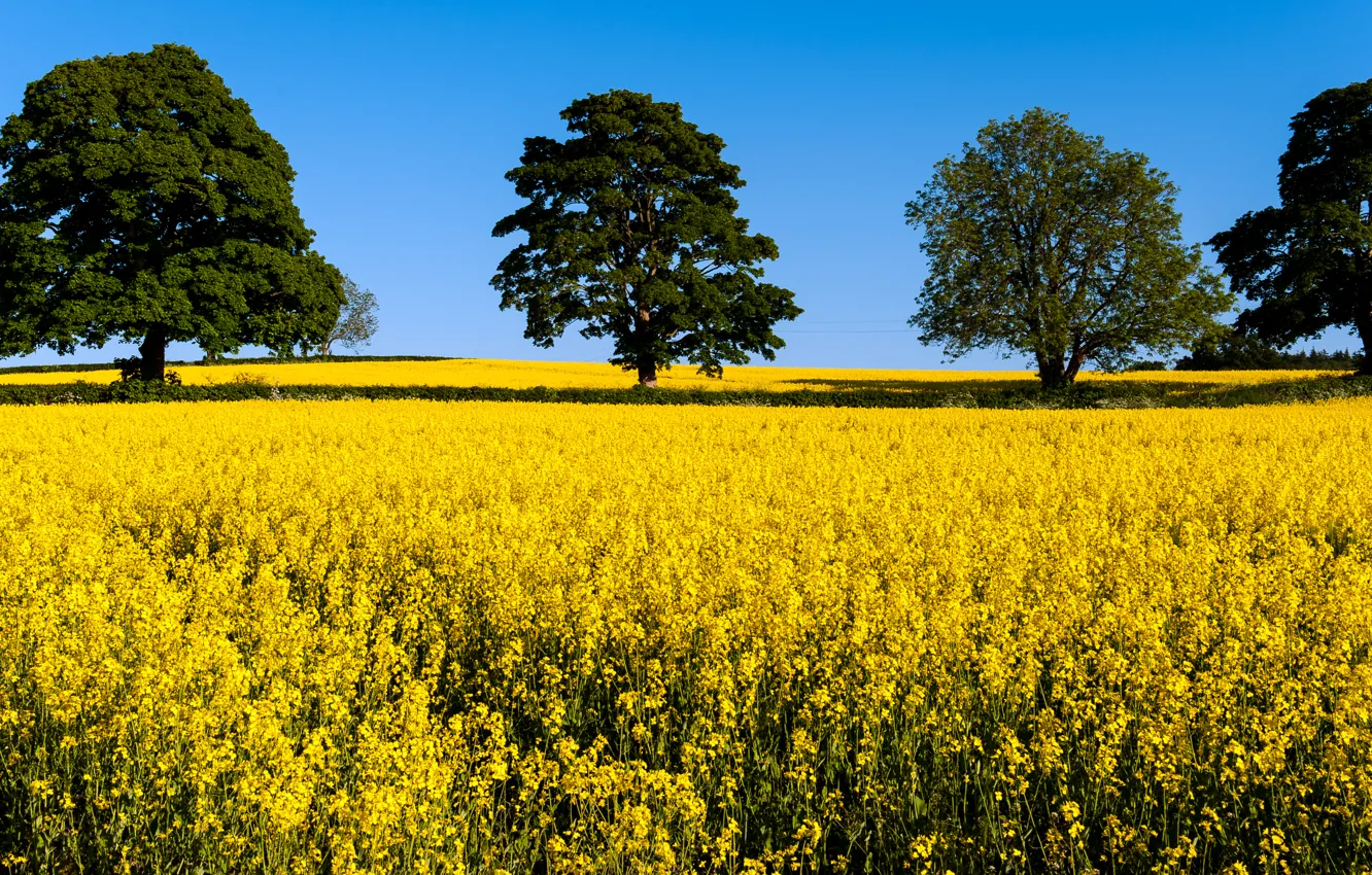 Photo wallpaper field, trees, flowers, yellow, crown