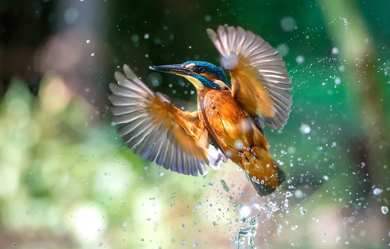 Photo wallpaper drops, background, bird, wings, flight, the rise, bokeh, common Kingfisher