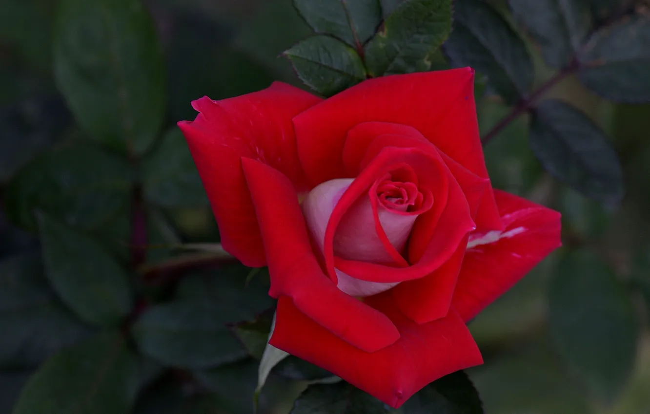 Photo wallpaper rose, petals, Bud, red