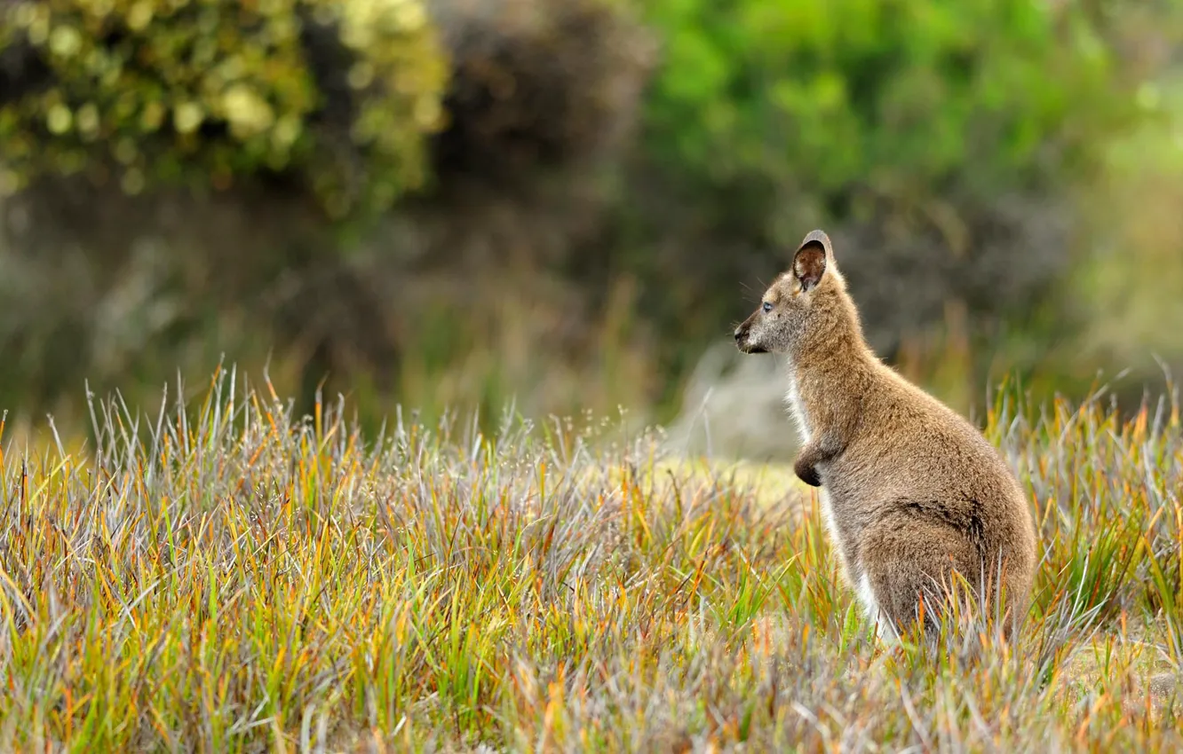 Photo wallpaper marsupials, Tasmania, Wallaby, National Park mount William