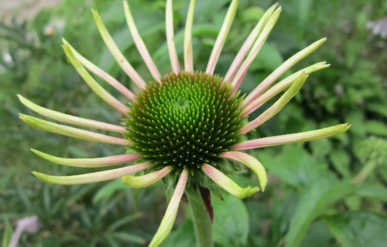 Photo wallpaper flowers, nature, beautiful