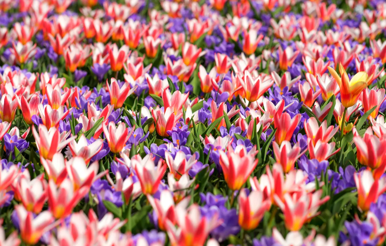 Photo wallpaper carpet, spring, crocuses, tulips, motley