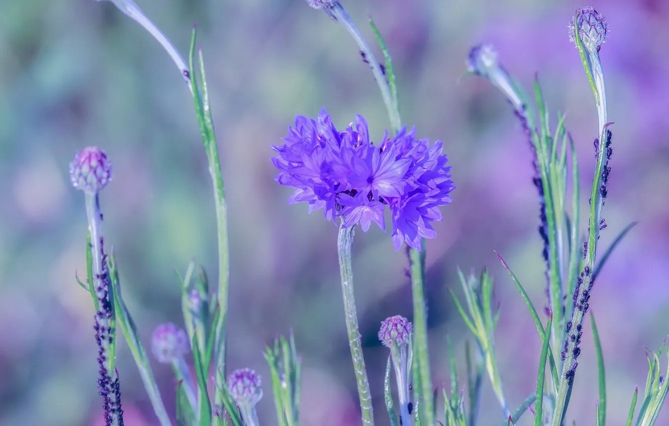 Photo wallpaper summer, flowers, background, blue, stem, buds, lilac, bokeh