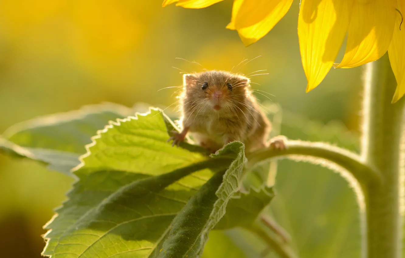 Photo wallpaper flowers, The mouse is tiny, look, light, nature, mouse-vole, leaves, mouse