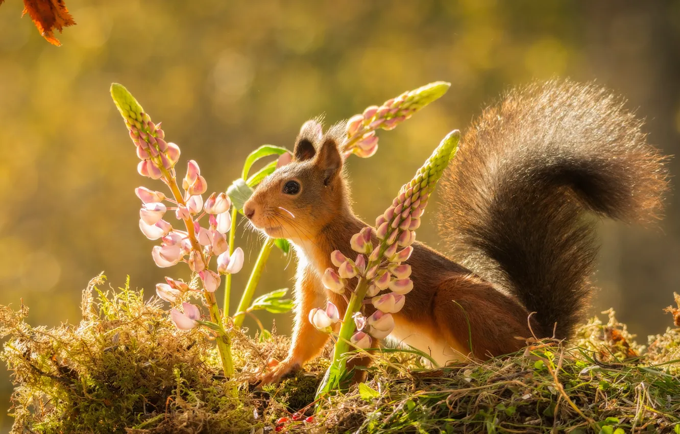 Photo wallpaper flowers, nature, animal, moss, protein, rodent