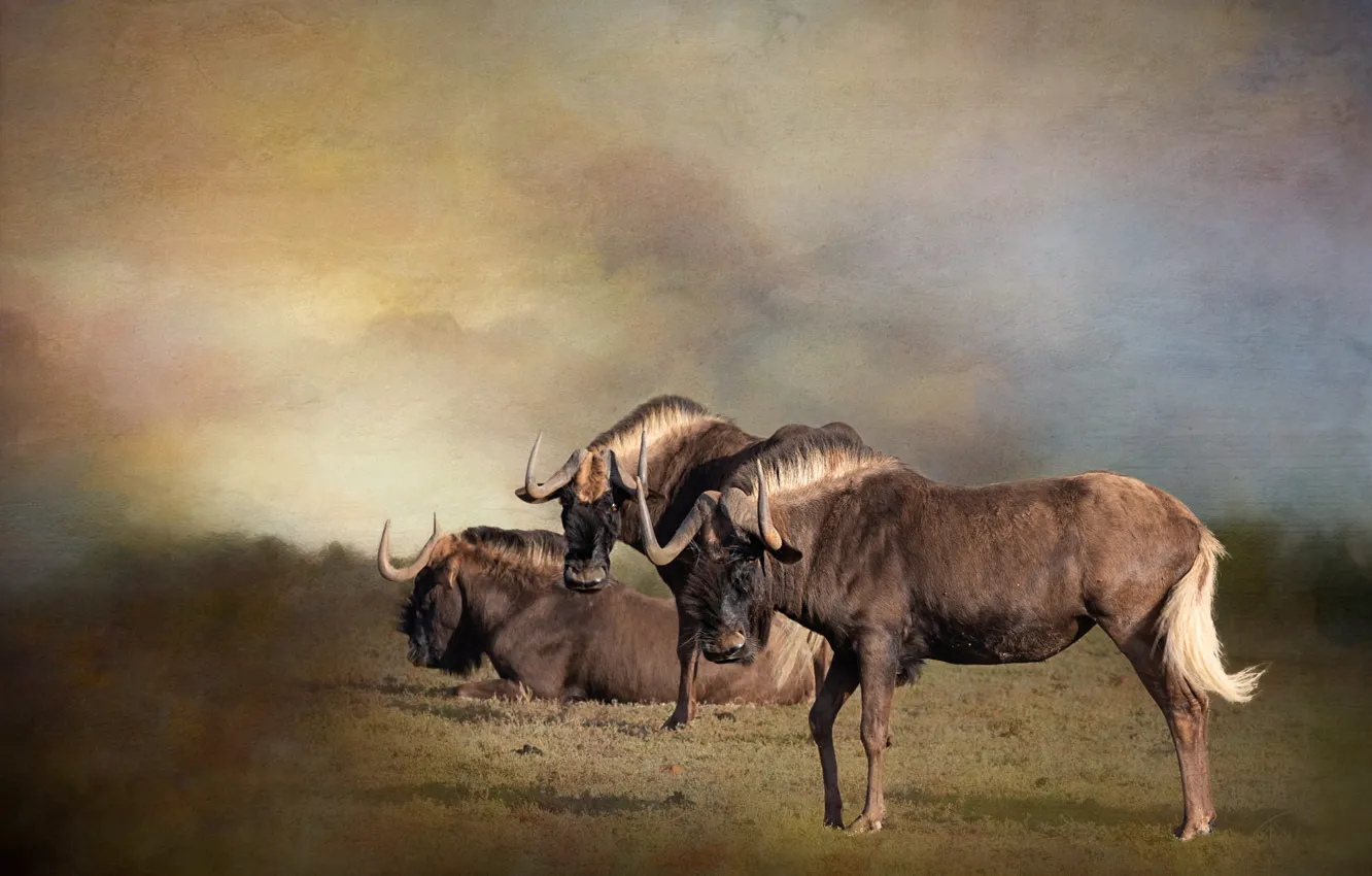 Photo wallpaper field, landscape, photoshop, treatment, three, trio, antelope, GNU