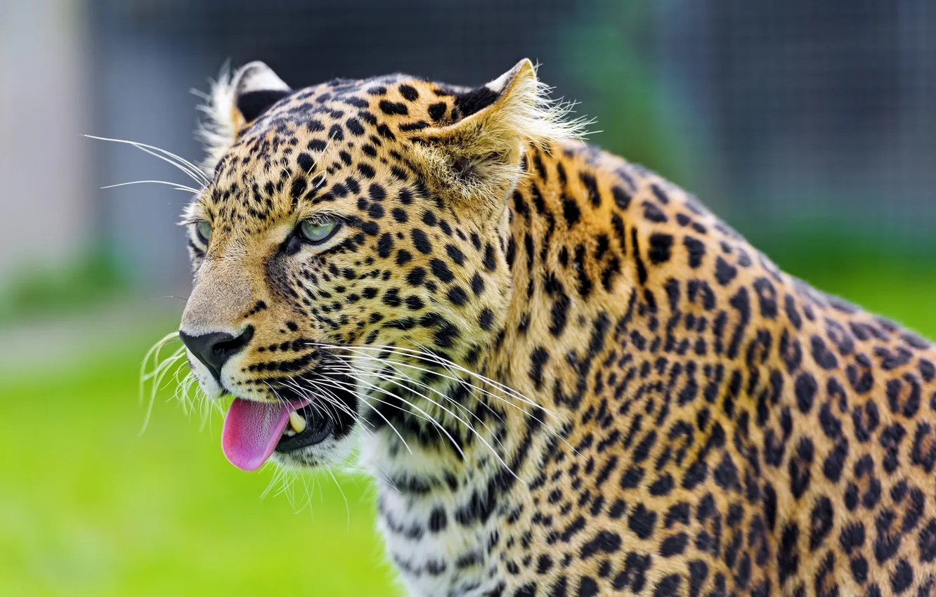 Photo wallpaper predator, leopard, handsome